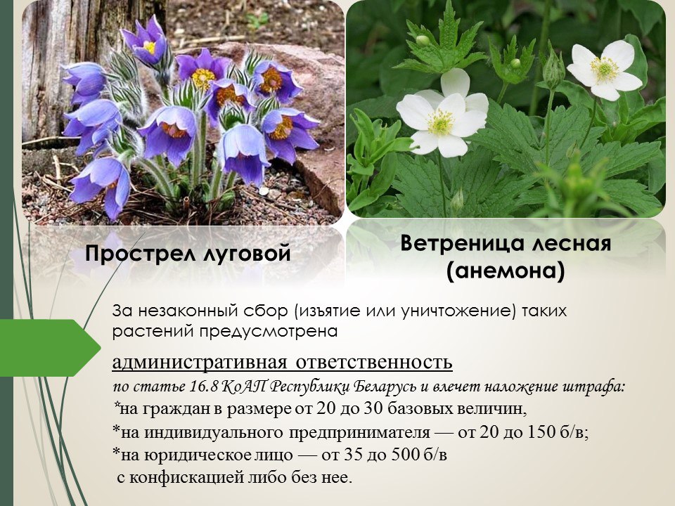 19033