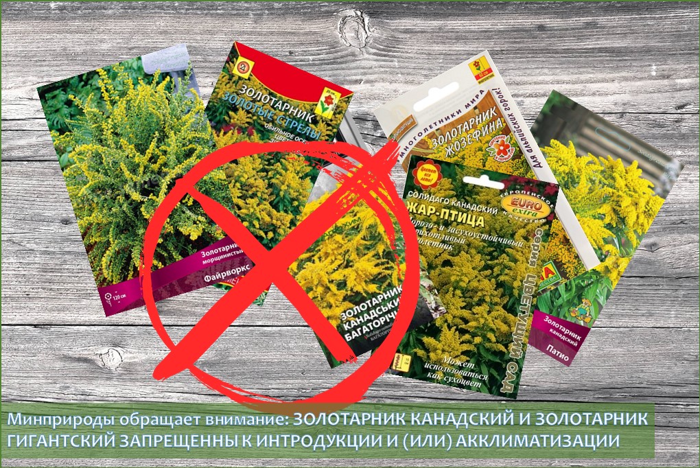 семена золотарника