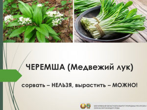 Черемша. Сорвать-нельзя, вырастить - можно!