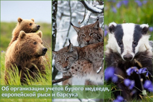 Об организации учетов бурого медведя, европейской рыси и барсука