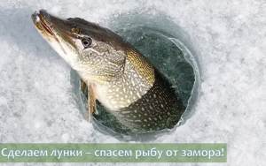 Сделаем лунки – спасем рыбу от замора!
