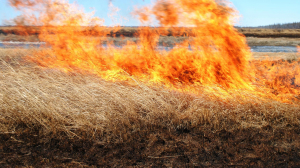 Весенние палы вредят природе!