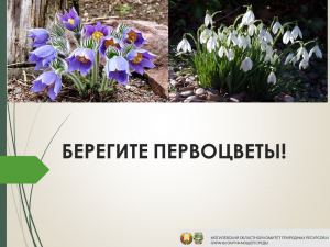 БЕРЕГИТЕ ПЕРВОЦВЕТЫ!