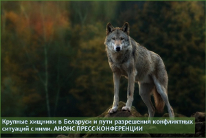 Крупные хищники в Беларуси и пути разрешения конфликтных ситуаций с ними. АНОНС ПРЕСС-КОНФЕРЕНЦИИ