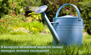 В Беларуси объявлена акция по поливу молодых зеленых насаждений