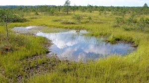 ВСЕМИРНЫЙ ДЕНЬ ВОДНО-БОЛОТНЫХ УГОДИЙ