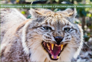 О происшествии в Могилевском районе с участием дикого животного