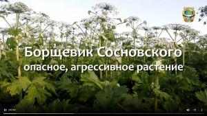 Борщевик Сосновского, золотарник канадский и другие