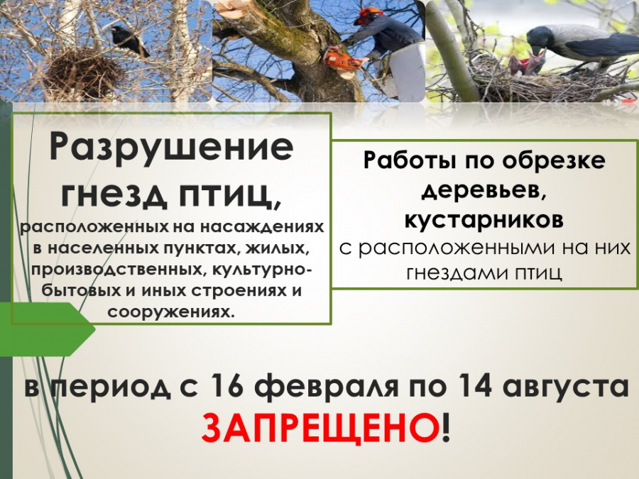 Разрушение гнезд птиц запрещено в период с 16 февраля по 14 августа